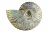 Silver Iridescent Ammonite (Cleoniceras) Fossil - Madagascar #346737-1